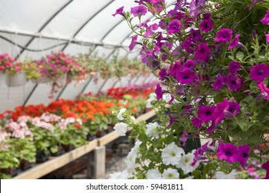 Flowers at the green house. Shallow DOF. Focus on the left side of the purple petunias.