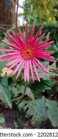 Flowers Greenery Bagh E Jinnah Lahore