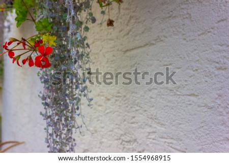 flowers and greenery on a wall in south germany afternoon