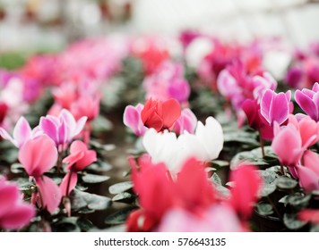 Flowers In Greenhouse