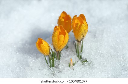 Flowers grow under snow on a spring sunny day. Crocuses yellow are the first flowers for Easter. - Powered by Shutterstock