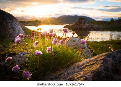 Flowers growing out of rock at an idyllic lake in front of a beautiful sunset in northern norway