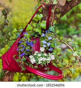 Flowers Growing From An Recycled Red Bag, Hanging In The Garden. Sustainable Gardening Concept. Idea For Upcycle Flowerbed