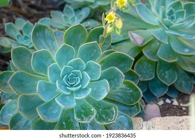 Tour por mis cactus, echeverias y suculentas con nombres  Flowers-growing-succulent-plant-260nw-1923836435