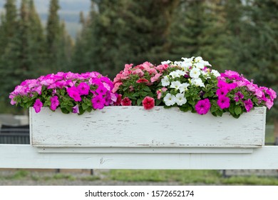Flowers growing in a white wooden flowerbox