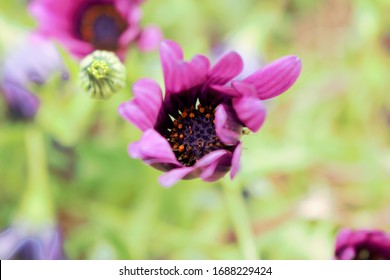 Flowers Grown Outside Locally In Fresno CA.