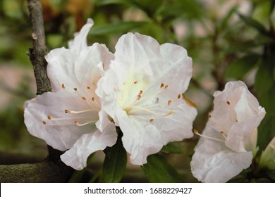 Flowers Grown Outside Locally In Fresno CA.