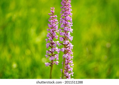 Flowers of Gymnadenia conopsea, fragrant orchid close up on a meadow in summer