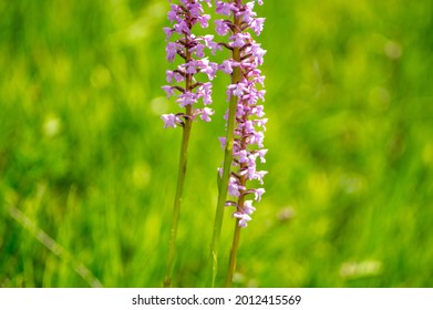 Flowers of Gymnadenia conopsea, fragrant orchid close up on a meadow in summer
