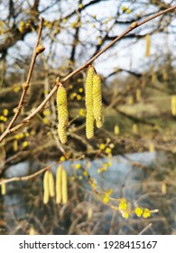 Flowers Of The Hazel Bush, Yellow-bloomed Catkins - Pollen Count In Spring 