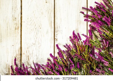 Flowers of heather in purple color on rustic wood background. Flowers backgrounds.