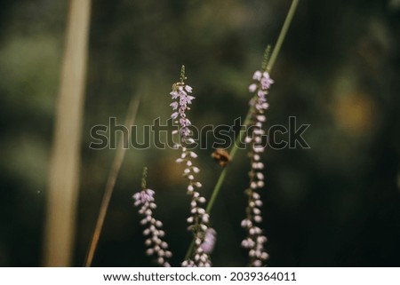 Similar – rosa Blüten von calluna vulgaris auf einem Feld bei Sonnenuntergang