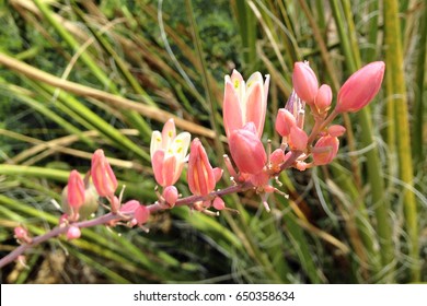 Flowers Of Hesperaloe Parviflora, Also Known As Texas Red, Coral, Red-flowered False, Redflower False, Yellow And Hummingbird Yucca, And Samandoque