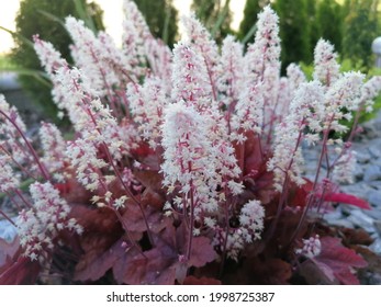 Flowers (Heuchera),garden, Life Style, Home