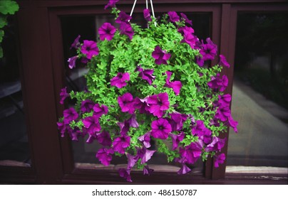 Flowers For Home Decoration In Full Blossom Hanging Near Window. 35mm Film Scan. 