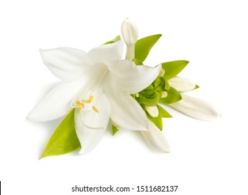 Flowers Hosta plantaginea isolated on white background.