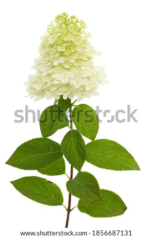 Flowers of hydrangea closeup, lat. Hydrangea paniculata, isolated on white background