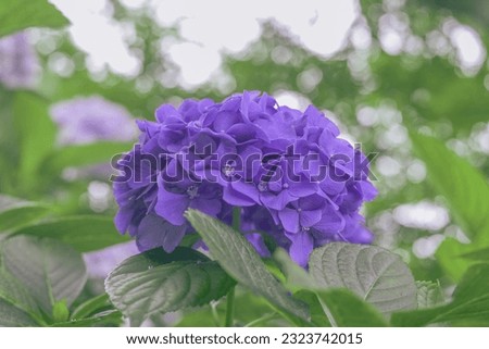 Flowers hydrangea colrs Purple Plantation