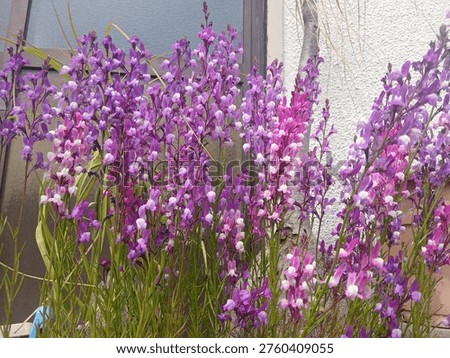 The flowers in the image are Toadflax, specifically the Moroccan Toadflax (Linaria maroccana). 