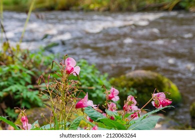 Flowers of Impatiens glandulifera, Himalayan balsam, is large annual plant native to the Himalayas. Cloudy autumn day. Fast stream with rapids in the background