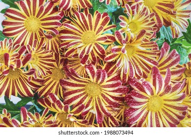 The flowers of the Indian chrysanthemum (Chrysanthemum indicum) are a perennial plant of the Asteraceae family, or, as they are also called, Asteraceae.