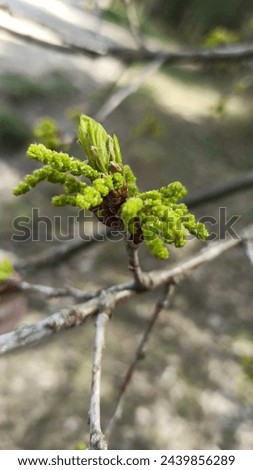 Flowers and inflorescences of Quercus robur, fresh leathery oak leaves in spring. leaves a group of branch ends. young growing leaves.