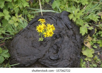 Flowers inserted in cow dung