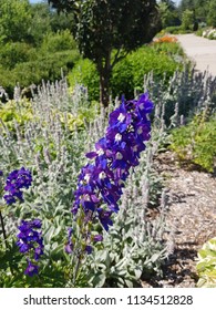 Flowers From The International Peace Garden