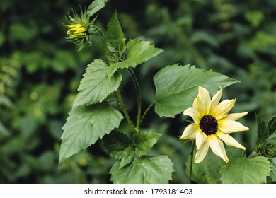 Flowers Of Italian White Sunflower On Dark Green Background