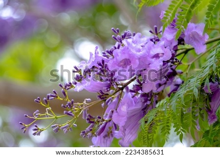 Flowers of Jacaranda tree with blurred background, Perth, Western Australia