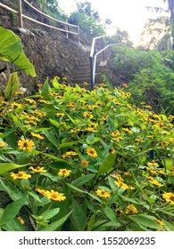 Flowers At Jagir Banyuwangi Indonesia