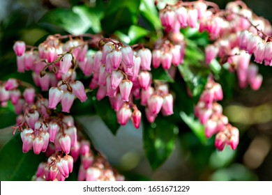 Pieris Japonica Bilder Stockfotos Und Vektorgrafiken Shutterstock