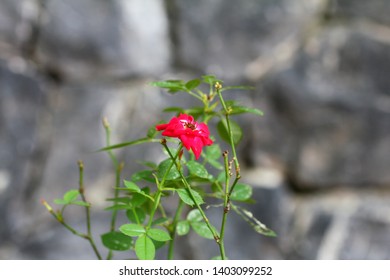 flowers in Japanese garden, Tokyo, Japan - Shutterstock ID 1403099252