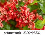 Flowers of Japanese Quince. Chaenomeles japonica bush. Flowering fruit plant in the garden. Red-pink flower on a branch with green leaves. Bloom petal bud. Cydonia blooming. Maule