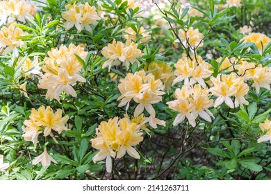 Flowers of Japanese Rhododendron - deciduous shrub, subspecies of Rhododendron molle. Used as an ornamental garden plant. One of the most valuable types of rhododendrons.