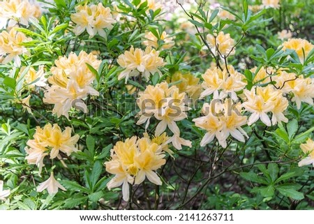 Flowers of Japanese Rhododendron - deciduous shrub, subspecies of Rhododendron molle. Used as an ornamental garden plant. One of the most valuable types of rhododendrons.