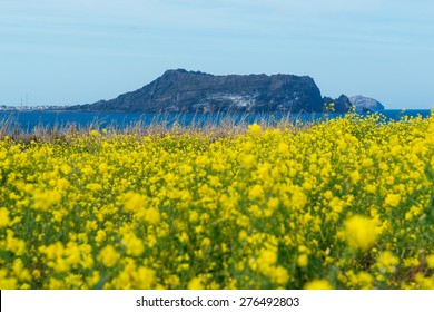 Flowers In Jeju Island 