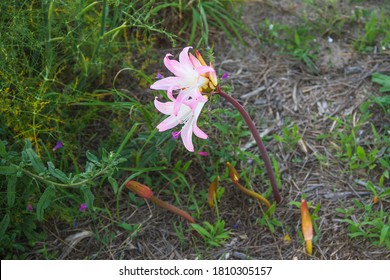 Flowers of Jersey or belladonna lily plant, Amaryllis belladonna, growing on coastal dunes of Carreiron natural park in Arousa Island, Galicia, Spain