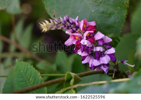 Flowers of Kudzu (Pueraria montana var. lobata)
