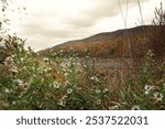 flowers at the lake new england