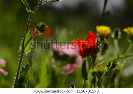 Image, Stock Photo Lemon butterfly fluttering in blue sky over corn poppy