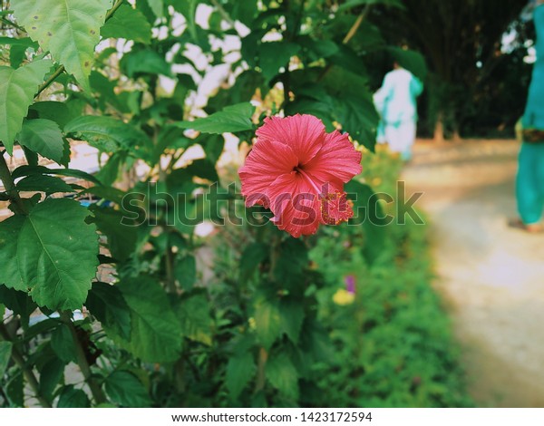 Flowers Flowers Latin Flos Tools Sexual Stock Photo Edit Now