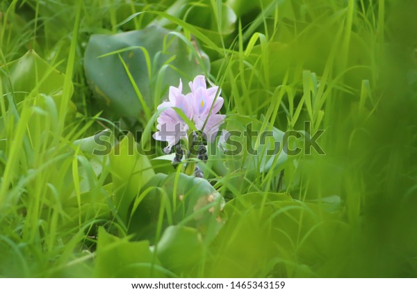 Flowers Flowers Latin Flos Tools Sexual Stock Photo Edit Now