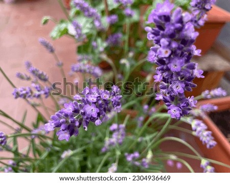 Similar – Image, Stock Photo Scented nettle with bee