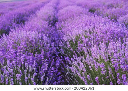 Similar – #A# Purple Fields Art