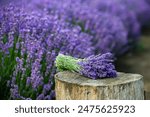 Flowers in the lavender fields in the Provence mountains. Panoramic landscape with blooming lavender. Violet background.