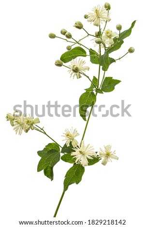 Flowers and leafs of Clematis , lat. Clematis vitalba L., isolated on white background 