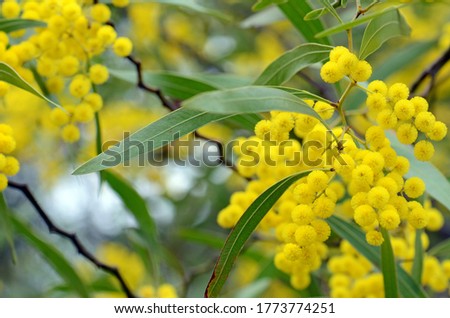 Flowers, leaves and distinctive stems of the Australian native Zig Zag wattle, Acacia macradenia, family Fabaceae. Endemic to central Queensland, Australia