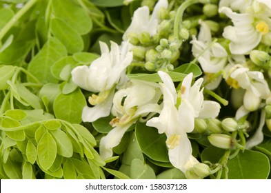  flowers and leaves of Moringa (Moringa oleifera Lam.).