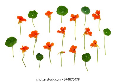 Capucine Fleur Images Stock Photos Vectors Shutterstock